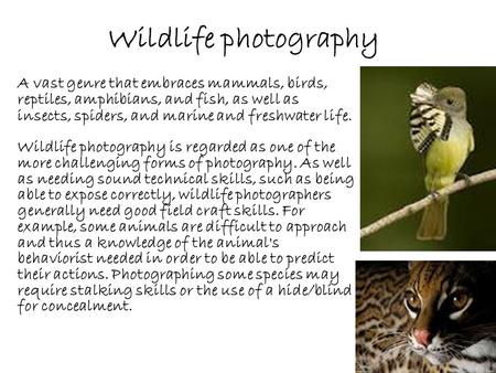 Wildlife photography A vast genre that embraces mammals, birds, reptiles, amphibians, and fish, as well as insects, spiders, and marine and freshwater.