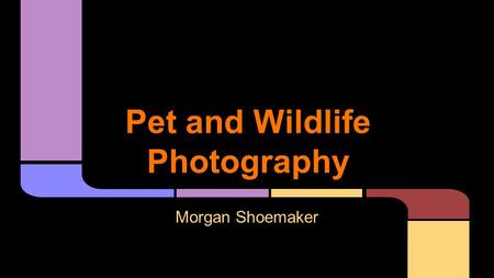 Pet and Wildlife Photography Morgan Shoemaker. Mark Holmes Photography -one day workshops and individual instruction UCSD -part of undergraduate degree.