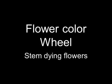 Flower color Wheel Stem dying flowers. Stem Dying flowers The process of changing the color of a fresh flower by placing the cut end of the stem into.