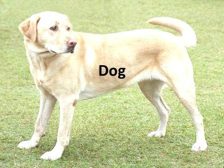 Dog. The domestic dog (Canis lupus familiaris and Canis lupus dingo) is a domesticated form of the grey wold, a member of the Canidae family of the order.