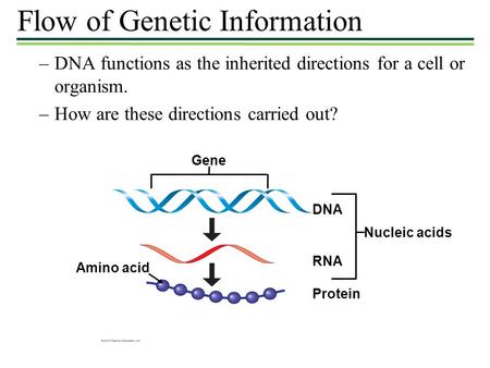 –DNA functions as the inherited directions for a cell or organism. –How are these directions carried out? Flow of Genetic Information Gene DNA RNA Protein.