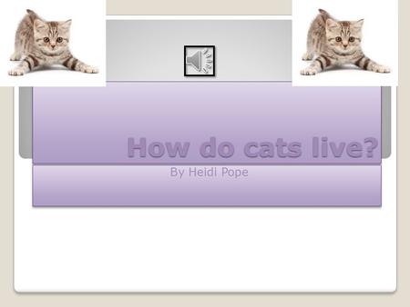 How do cats live? By Heidi Pope IntroductionIntroduction This is all about cats and how they live so cats are very cute and cuddly too!! They are very.