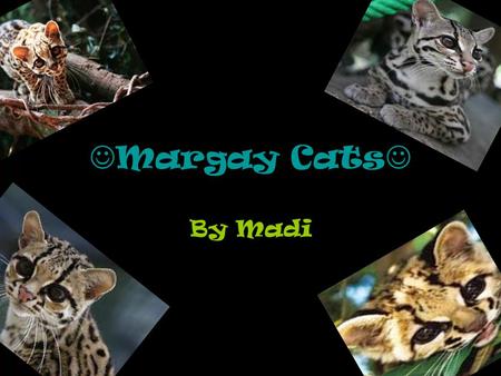 Margay Cats By Madi.