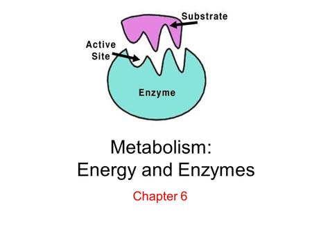 Metabolism: Energy and Enzymes Chapter 6. Energy = the ability to do work Kinetic Energy - energy of motion Potential Energy - stored energy First Law.