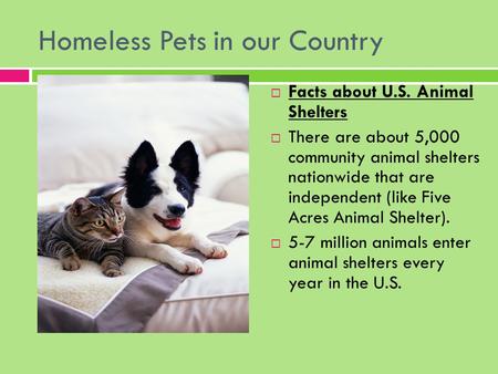 Homeless Pets in our Country  Facts about U.S. Animal Shelters  There are about 5,000 community animal shelters nationwide that are independent (like.