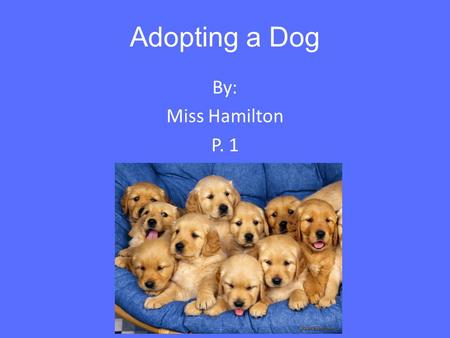 Adopting a Dog By: Miss Hamilton P. 1. What is Dog Adoption? You don't have to buy a dog to experience true bonding. Ask anybody who has adopted an adult.