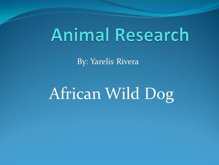 Animal Research By: Yarelis Rivera African Wild Dog.
