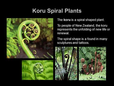 Koru Spiral Plants The koru is a spiral shaped plant. To people of New Zealand, the koru represents the unfolding of new life or renewal. The spiral shape.