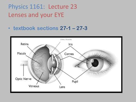 Physics 1161: Lecture 23 Lenses and your EYE