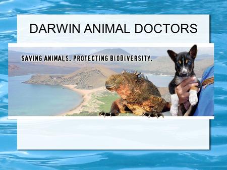DARWIN ANIMAL DOCTORS. Started in 2010 Have treated thousands of native and non- native species Have spayed and neutered hundreds of non-native, invasive.