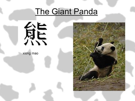 The Giant Panda xiong mao.