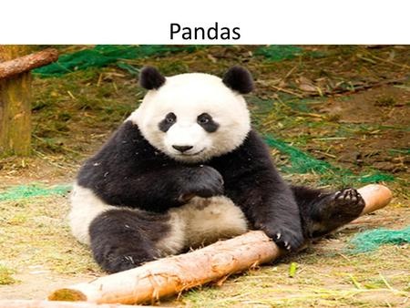 Pandas THE PANDA BEAR.