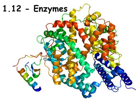 1.12 - Enzymes. 1.12 Enzymes Activation Energy (E A ) – the energy required for a chemical reaction to occur.