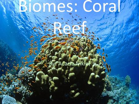 Biomes: Coral Reef By: Acacia Nikiel. THE CORAL REEF Coral reef are mostly found near the equator in the oceans. Coral Reefs hold 25 percent of the marine.