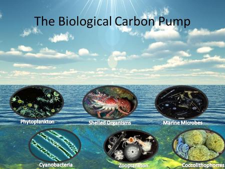 The Biological Carbon Pump