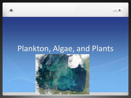 Plankton, Algae, and Plants