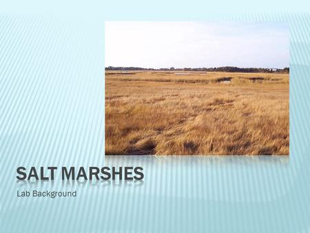 Salt Marshes Lab Background.