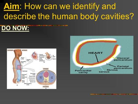 Aim: How can we identify and describe the human body cavities?