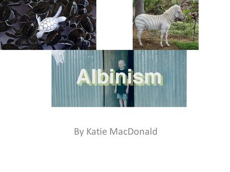 Albinism By Katie MacDonald. Albino what? Albinism is an inherited disease. It is a recessive trait and effects the gene called melanin. Melanin is the.