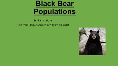 Black Bear Populations By: Ragan Horn Help from: Jamie Sanderlin wildlife biologist.