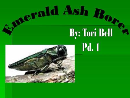What is it? What is it?  Emerald ash borer (EAB),  Agrilus planipennis Fairmaire  Exotic beetle