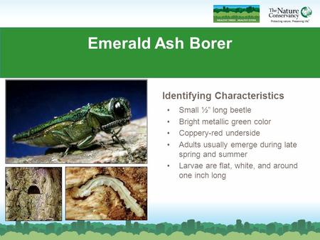 Emerald Ash Borer Commonly abbreviated EAB Small ½” long beetle Bright metallic green color Coppery-red underside Adults usually emerge during late spring.