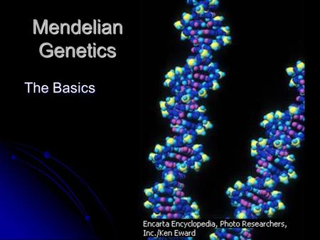 Mendelian Genetics The Basics. Gregor Mendel??? Known as the Father of Genetics: His experiments with Pea plants from 1856-1863 began our understanding.