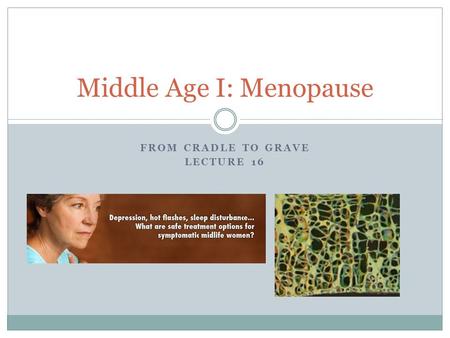 FROM CRADLE TO GRAVE LECTURE 16 Middle Age I: Menopause.