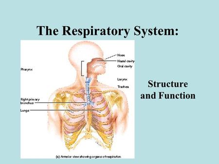 The Respiratory System: Structure and Function. Overview of External & Internal Respiration Describe the anatomy associated with each of these functions.