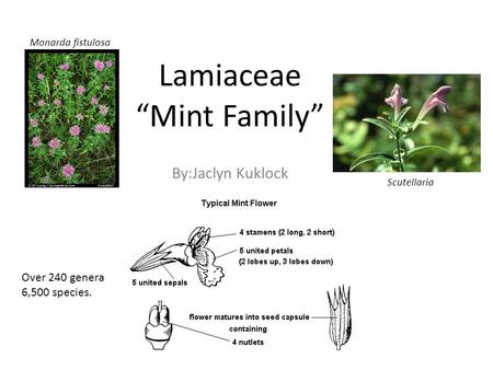Lamiaceae “Mint Family” By:Jaclyn Kuklock Monarda fistulosa Scutellaria Over 240 genera 6,500 species.