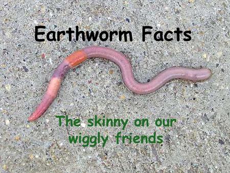 Earthworm Facts The skinny on our wiggly friends.