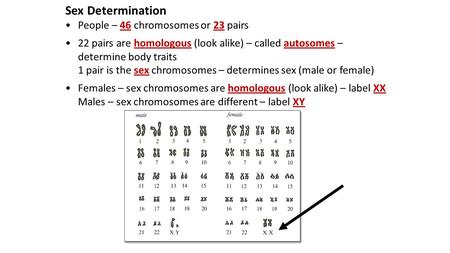 Sex Determination People – 46 chromosomes or 23 pairs 22 pairs are homologous (look alike) – called autosomes – determine body traits 1 pair is the sex.