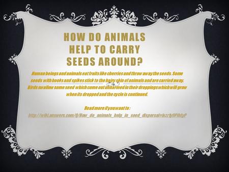 HOW DO ANIMALS HELP TO CARRY SEEDS AROUND? Human beings and animals eat fruits like cherries and throw away the seeds. Some seeds with hooks and spikes.