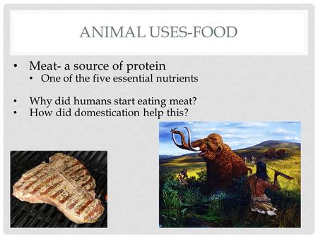 ANIMAL USES-FOOD Meat- a source of protein One of the five essential nutrients Why did humans start eating meat? How did domestication help this?