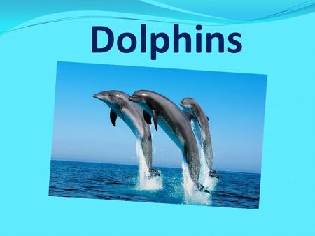 Dolphins. Dolphins live in seas and oceans. They are not afraid of the human and help us to be saved from sharks. They are very funny, clever and friendly.