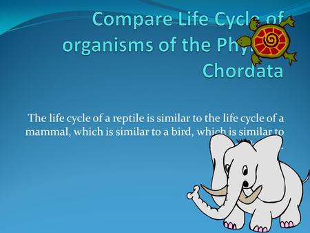 Compare Life Cycle of organisms of the Phylum Chordata