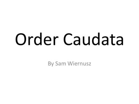 Order Caudata By Sam Wiernusz. Order Caudata The order Caudata contains the amphibian known as salamanders and newts.