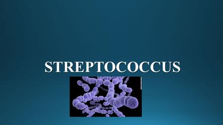 STREPTOCOCCUS. SpeciesLancefield GroupTypical HemolysisDiagnostic Features Str. pyogenesABetaBacitracin-sensitive Str. agalactiaeBBetaBacitracin-resistant;