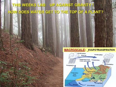 MACROSCALE: MACROSCALE: EVAPOTRANSPIRATION THIS WEEKS LAB: UP AGAINST GRAVITY ! THIS WEEKS LAB: UP AGAINST GRAVITY ! HOW DOES WATER GET TO THE TOP OF A.