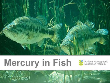Mercury in Fish. Where Does Mercury Come From? Natural Sources: Soils and rocks Wildfires Man-Made Sources: Burning coal and medical waste Manufacturing.