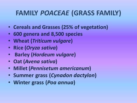 FAMILY POACEAE (GRASS FAMILY) Cereals and Grasses (25% of vegetation) 600 genera and 8,500 species Wheat (Triticum vulgare) Rice (Oryza sativa) Barley.