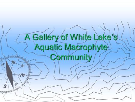 A Gallery of White Lake’s Aquatic Macrophyte Community.