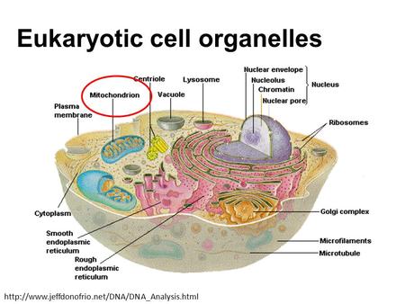 Eukaryotic cell organelles