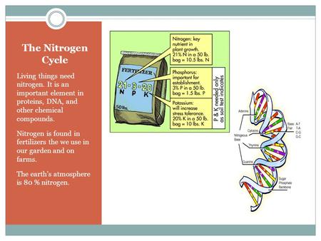 The Nitrogen Cycle Living things need nitrogen. It is an important element in proteins, DNA, and other chemical compounds. Nitrogen is found.