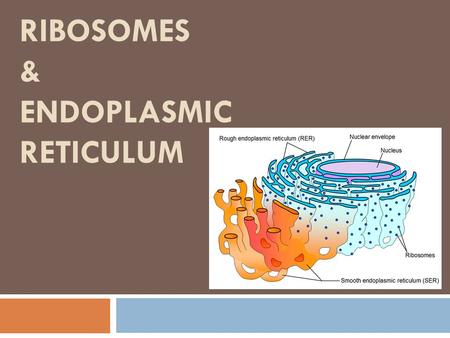 RIBOSOMES & ENDOPLASMIC RETICULUM.. Ribosomes  Made of ribosomal RNA and protein  Synthesized by nucleolus of cell  Proteins from cytoplasm are brought.