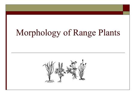 Morphology of Range Plants. Plant Morphology  Describes the physical form and external structures of a plant.
