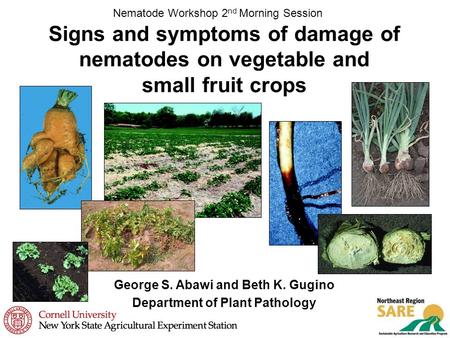Signs and symptoms of damage of nematodes on vegetable and small fruit crops Nematode Workshop 2 nd Morning Session George S. Abawi and Beth K. Gugino.