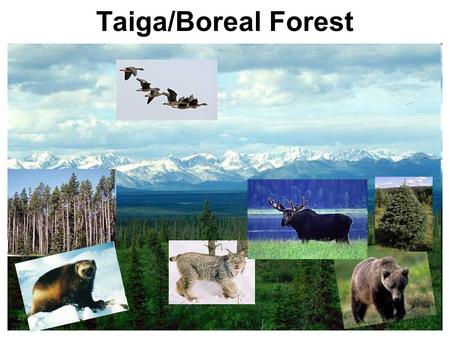 Taiga/Boreal Forest.