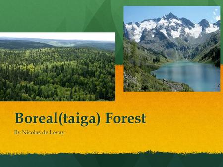Boreal(taiga) Forest By Nicolas de Levay. Boreal Forest location Boreal Forest are located in Canada, Russian, Sweden, Norway and Finland. As you can.