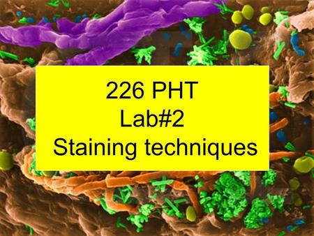 226 PHT Lab#2 Staining techniques